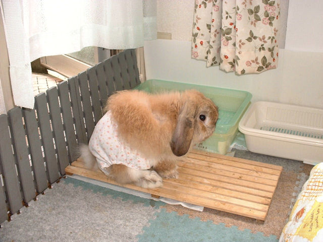 ピュア