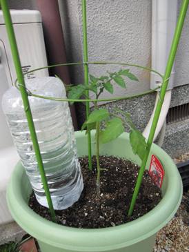 ペットボトル型自動水やり器でトマトがスクスク Simerus 緑の日記 楽天ブログ