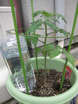 ペットボトル型自動水やり器でトマトがスクスク Simerus 緑の日記 楽天ブログ