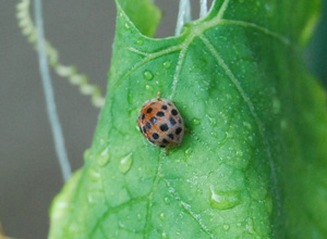 パプリカにテントウムシダマシが発生 Leaf 暮らしに便利なデザインたち 楽天ブログ