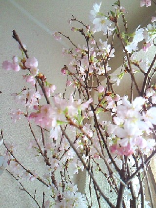 201104031210000.jpg
