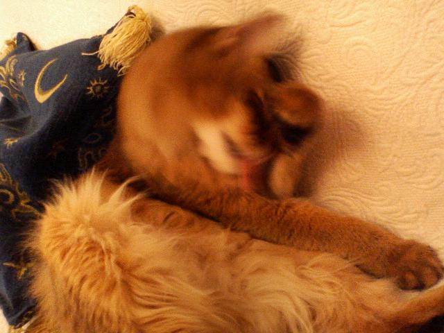 毛づくろい
