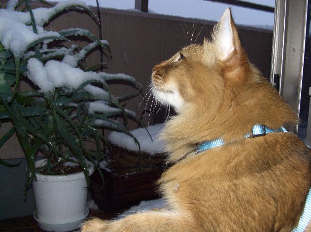 雪だ