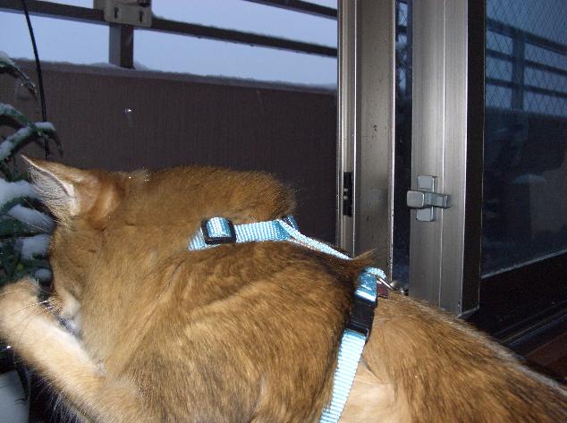 キャッチ!