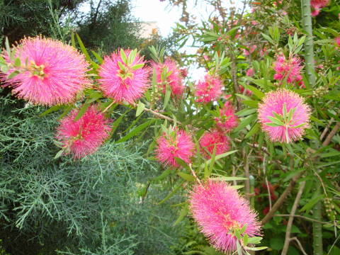 ピンクのブラシの木 ネモフィラの丘が懐かしい 花のあるくらし 楽天ブログ