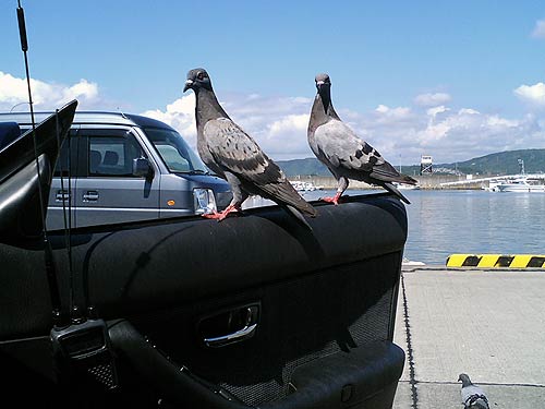 鳩!!