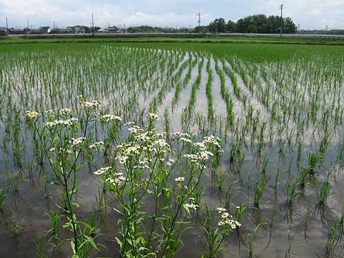 tsuiki-20070620.jpg