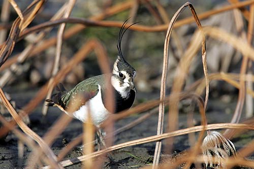 タゲリ
