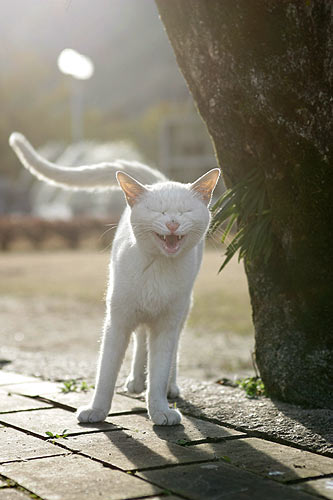 070225-吉香公園