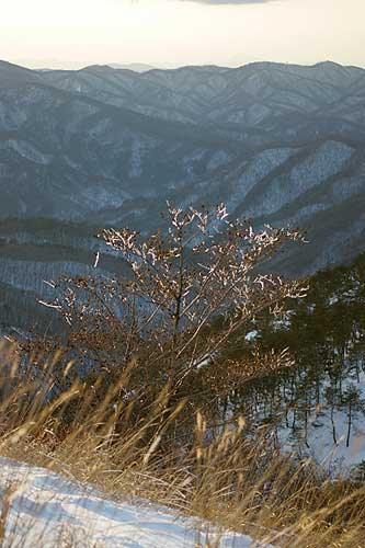 深入山10