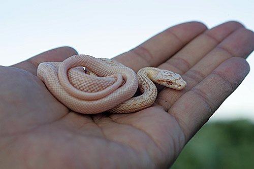 WHITE-SNAKE