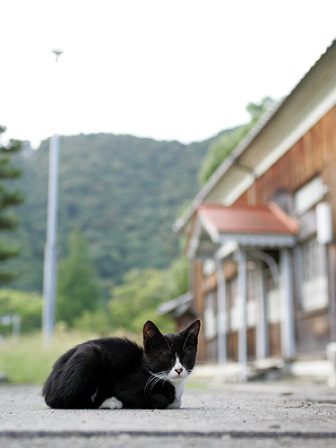 猫@吉香公園