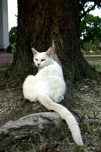 猫@吉香公園