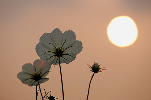 cosmos-sunset