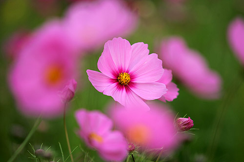 cosmos