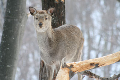 冬のシカ 森の動物たち 楽天ブログ