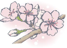 お仕事イラスト 桜の絵を描く Plus 楽天ブログ
