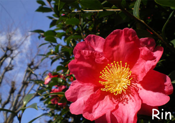 冬に咲く花 さざんか こころの風景 楽天ブログ