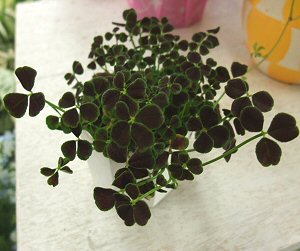 幸運の植物 ブラッククローバー いい花届け隊 楽天ブログ