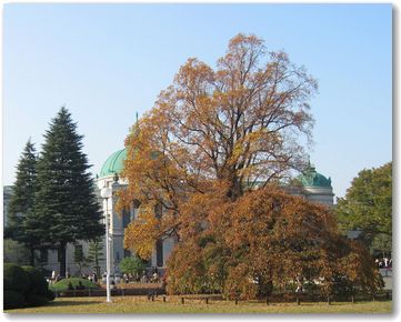 秋の東京国立博物館