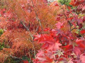 Image50.jpg