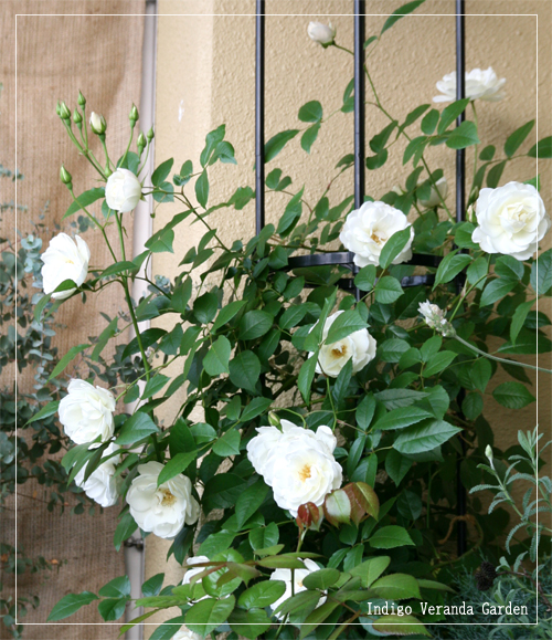 とうとう咲いた つるバラ アイスバーグ Indigo Veranda Garden 楽天ブログ