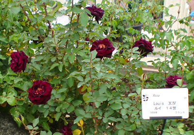 オールドローズ ルイ１４世 ｃｈ の花色いろいろ 趣味は園芸だけれども 楽天ブログ