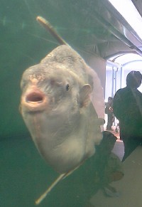 マンボウ