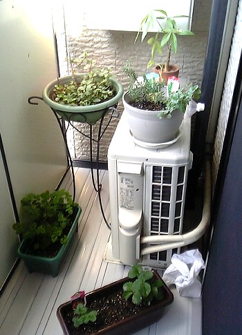 ベランダ菜園.JPG
