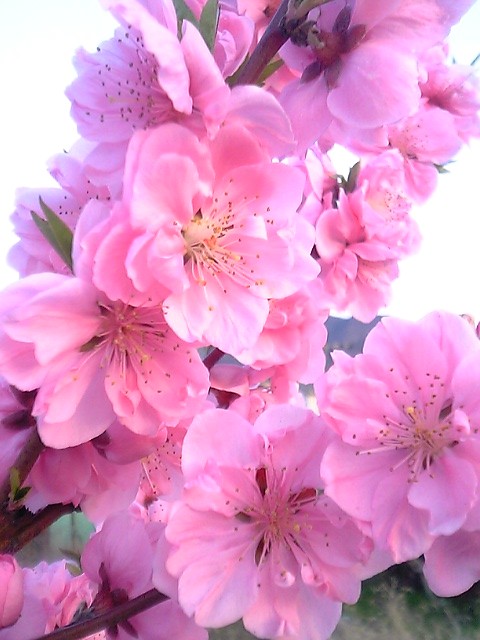 sakura.jpg
