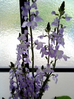 松葉海蘭 (まつばうんらん).JPG