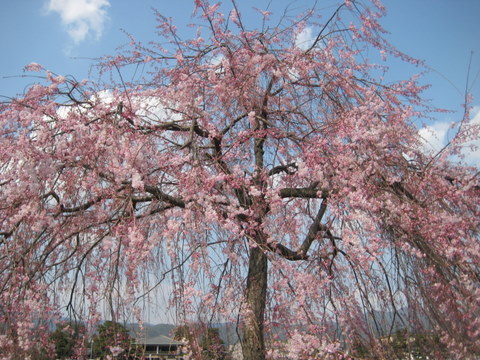 ブログ縦断桜祭り 京都嵐山 １ 英語日記 英語学習雑記帳 ひだまりの縁側 楽天ブログ