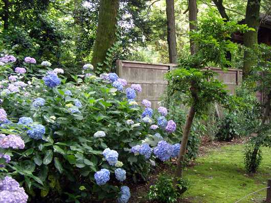 六義園 和の紫陽花 本郷 小石川界隈 楽天ブログ