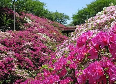 つつじの花の観賞 淡輪遊園 愛犬 歯の咬み合わせ 西国33ヶ所 楽天ブログ