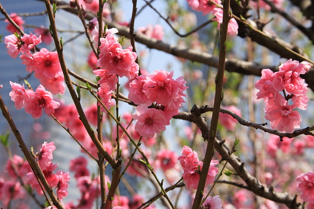 大阪城で桜 北見サイクル 楽天ブログ