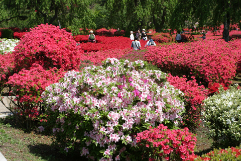 4月29日 日 小室山公園つつじ祭りが開催します 熱川温泉と七人の侍と一人の師範代 楽天ブログ