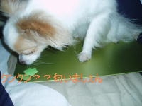 IMGEBE~1 (1).JPG
