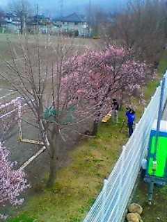 現場の桜