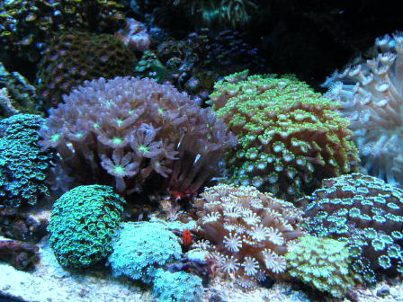 アワサンゴ　D-25 アワサンゴの飼育方法 弱ったときの対処方法 水流 増やすことはできる