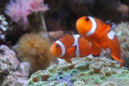 カクレ2番手突然死 癒しのコーラルアクアリウム 楽天ブログ