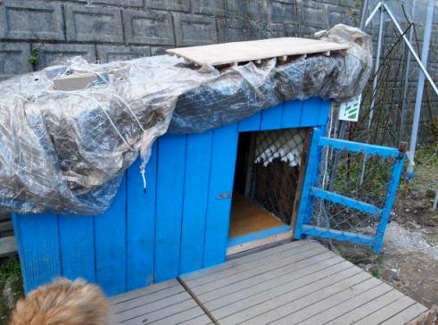薔薇の移植 犬小屋の防寒対策 ピーチヒルの薔薇日記 楽天ブログ
