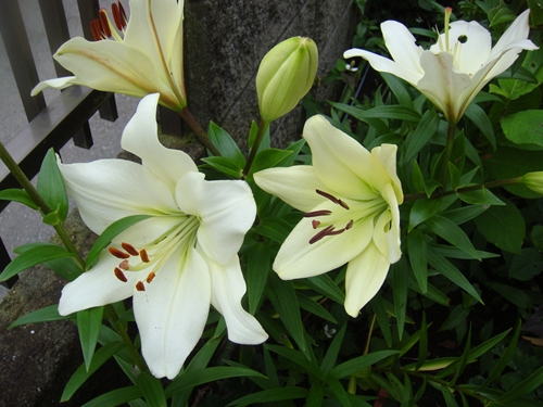 百合の花 Jinさんの陽蜂農遠日記 楽天ブログ