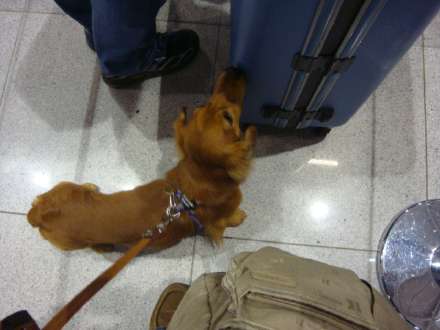 犬連れで飛行機の旅 我が家の場合 犬と私と東欧の空 楽天ブログ