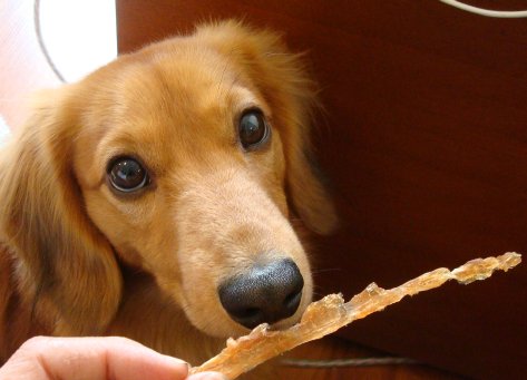 梅干しのその後 犬と私と東欧の空 楽天ブログ