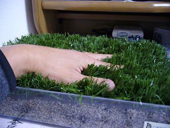 東京ドームの人工芝 土 セット - その他