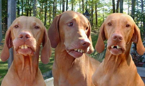 Three Funny Dogs