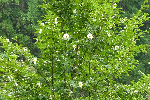 沙羅双樹が咲いた？ | 登るアラ還！ ～美しい自然を求めて
