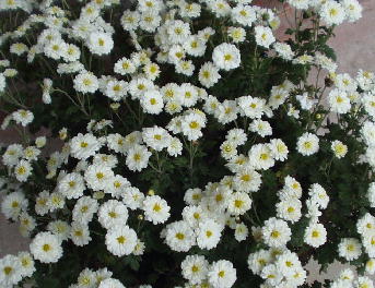 ぼさ菊白
