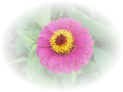 ヒャクニチソウ花