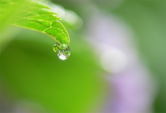 紫陽花の葉と雨雫 | 写真と紀行文 ツーリングアローン - 楽天ブログ